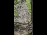 Campeon del Bike Park 2024 - Rider 113 JORGE VALENZUELA / DOMINGO