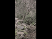 CATEMU TOUR NACIONAL 2024 RIDER 117 ARIEL BERRIOS