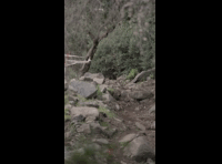 CATEMU TOUR NACIONAL 2024 RIDER 154 DANIELA SAAVEDRA