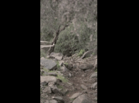 CATEMU TOUR NACIONAL 2024 RIDER 241 CRISTOBAL CERDA