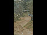 DEACHE SERIES PUCHUNCAVI RIDER 247 TOMAS MOORE