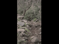 CATEMU TOUR NACIONAL 2024 RIDER 251 GASPAR YAÑEZ
