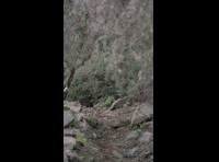 CATEMU TOUR NACIONAL 2024 RIDER 67 CRISTOBAL URREA