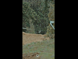 DEACHE SERIES PUCHUNCAVI RIDER 104 NICOLAS MORALES