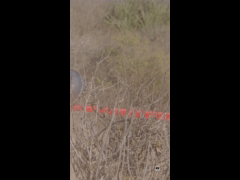 PACK VIDEO ENDURO SERIES PICHIDANGUI 3A FECHA Damas E1 Rider 6 Pascal Sapunar