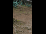 CURICO WINTER SERIES 2023 RIDER 84 Miguel Bravo