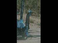 DEACHE SERIES ROUND 1 LA PARVA - RIDER 87 Sebastian Vasquez