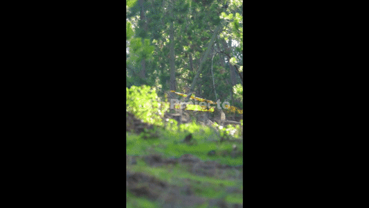 Race Clip Ducks on Wheels Rider #120