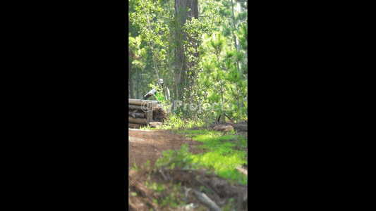 Race Clip Ducks on Wheels Rider #160