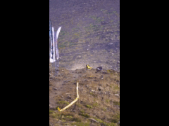 ENDURO SERIES LA PARVA Round 1 Rider 59 Ebike Viviana Saez