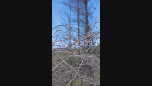 TALCA TOUR NACIONAL DH QUALY  VIDEO RIDER 50 Sebastian Miranda Rodriguez
